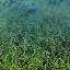 Some Transitional Tiles Waterlightgrass_9