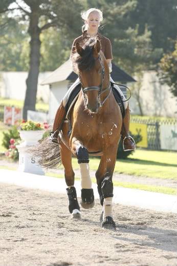 August der Starke (sav. Cold) AugustderStarke_Galopp_Korff_Intern