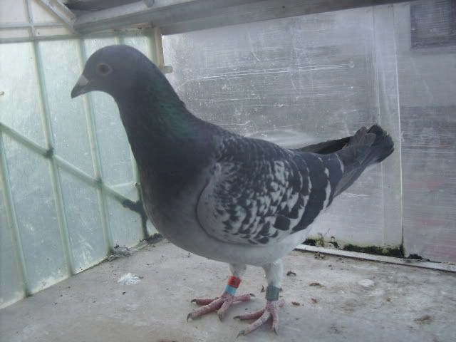 some of my stock hens hope you like the birds comments welcome - Page 2 Picture088-1