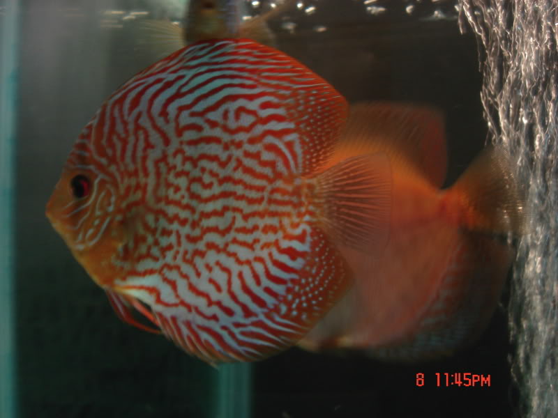 Variedades de discus 109