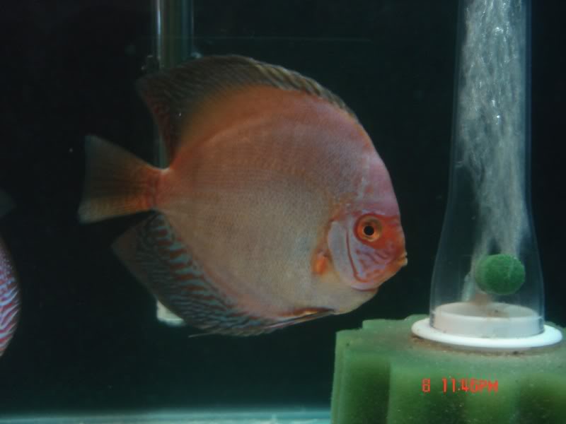 Variedades de discus 5