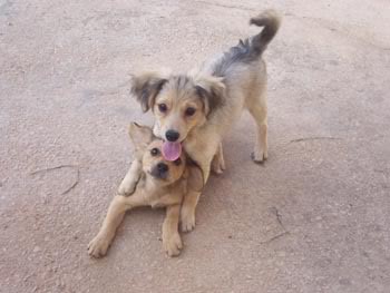 Pili y Mili, tamaño pequeño, 2'5 meses ¡ADOPTADAS! 2-1