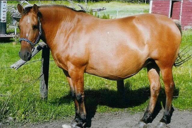 Introduce your horses Taffy11MonthsPreg001