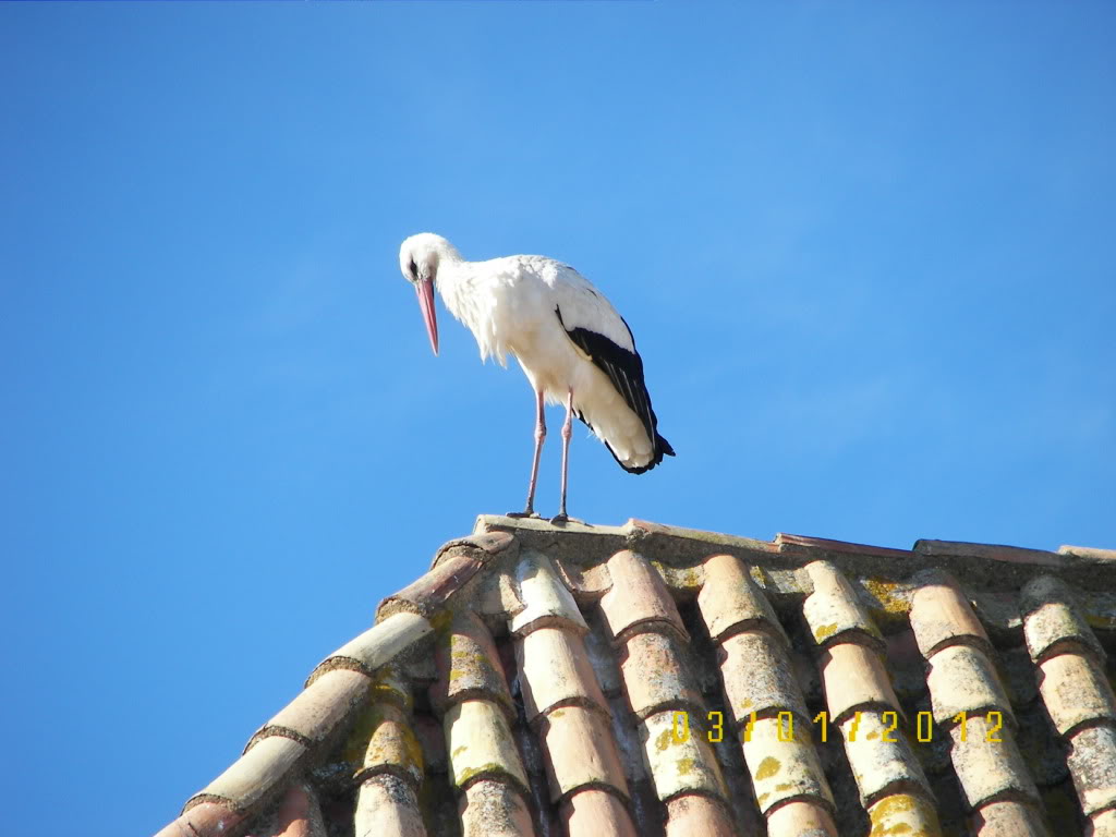 A Story about Portugal Faro_bird