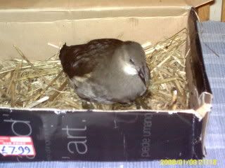 The Coot my dad brought home :) PICT0004