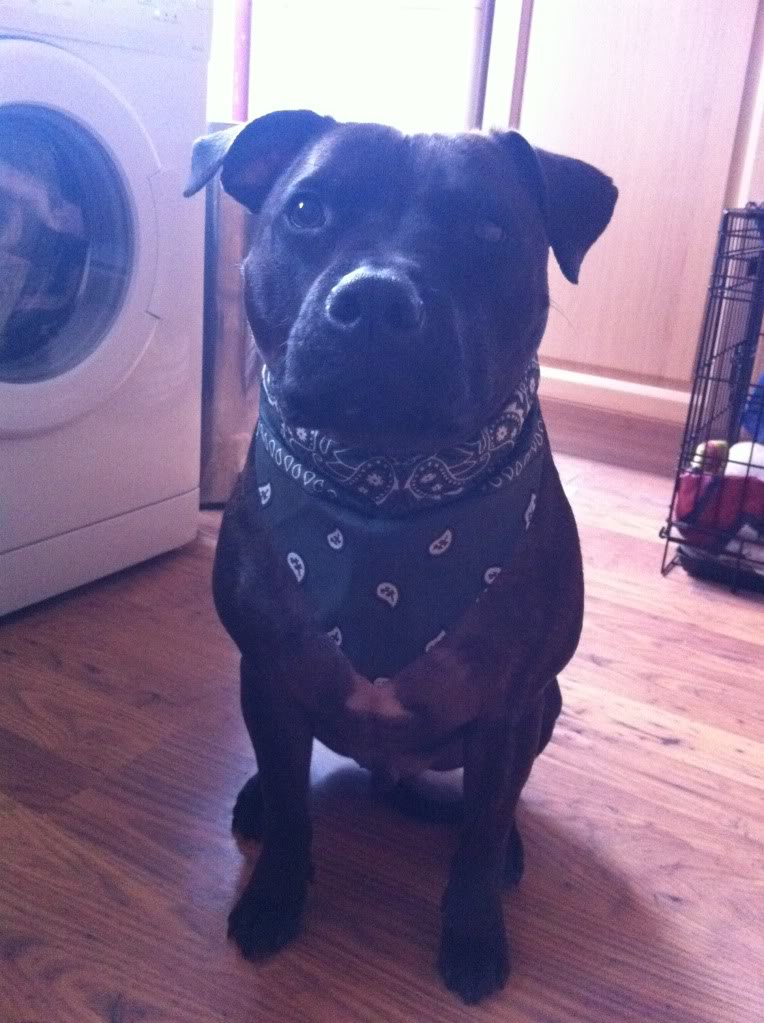 Chase in his bandana. Bandana2