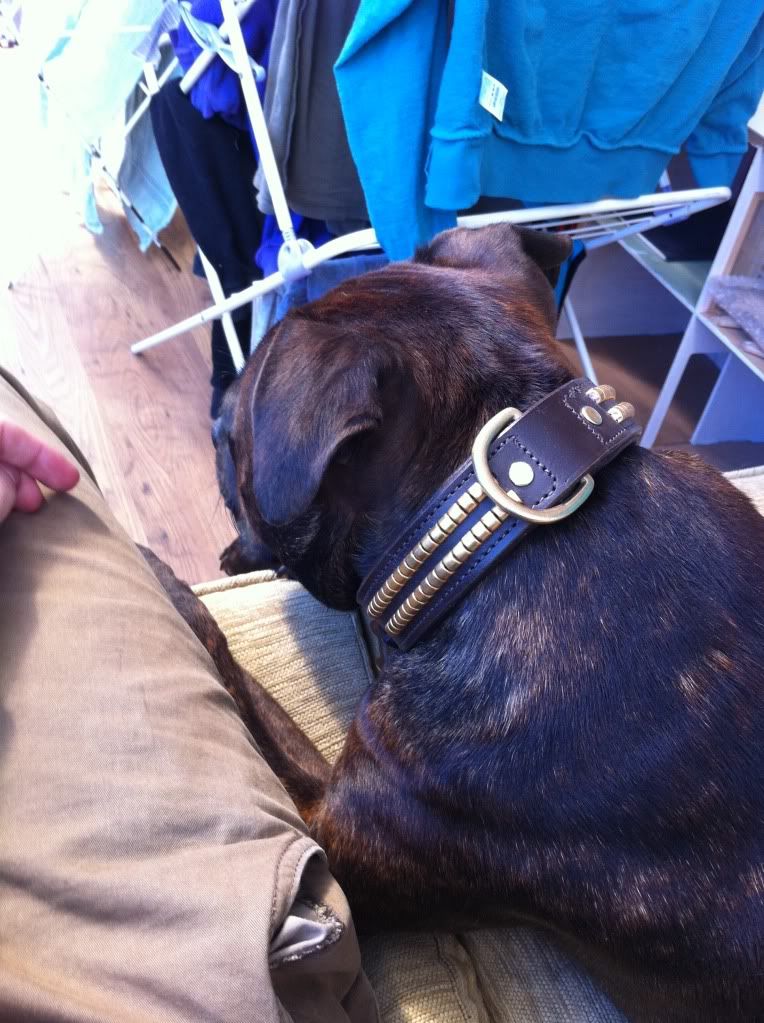 Chase showing of his new collar. Photo23