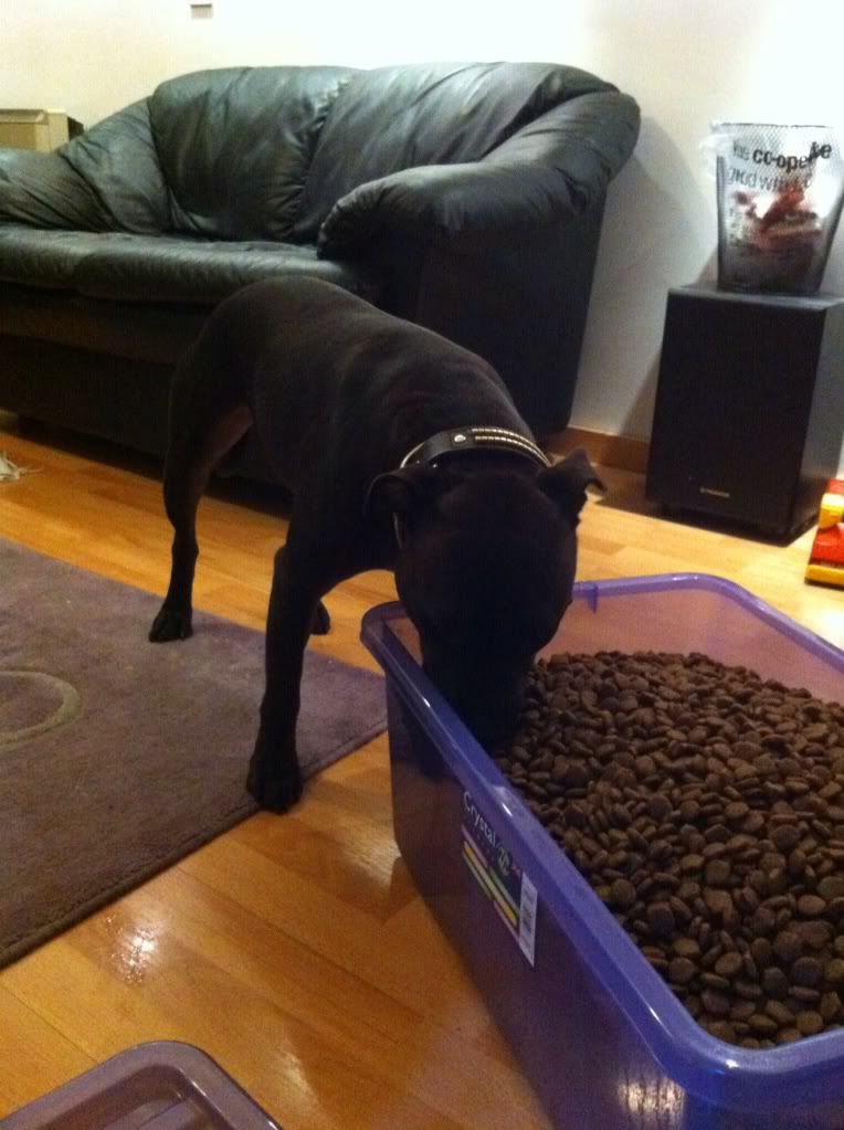 Chase has found himself a new food bowl!  Photo4-3