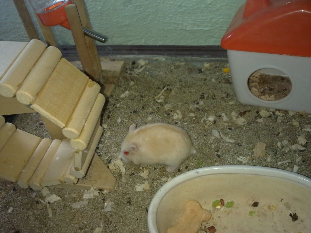 Mấy nhok Hamster của thành viên mới! 15062011364