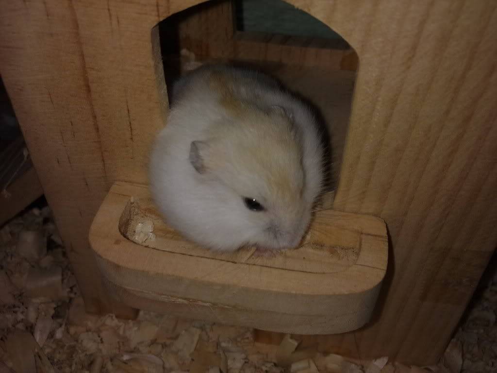 Mấy nhok Hamster của thành viên mới! 31052011340