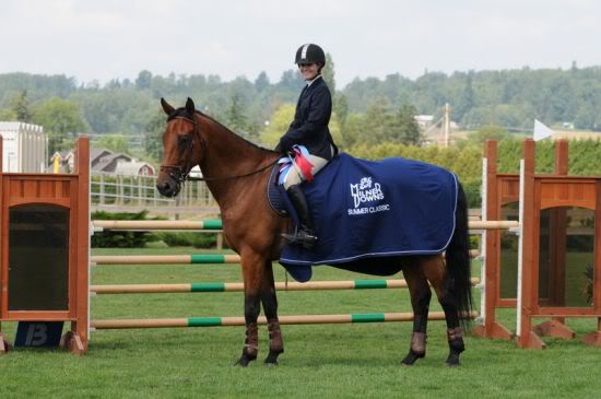 Žirgų registracija. Holsteiner_gelding_canadian-5