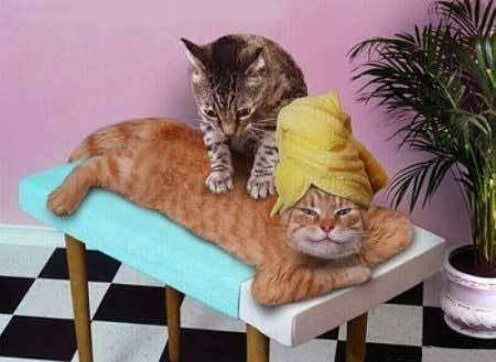 hỳnk độc đấy ... vào kô CM thỳ biến thành nó đấy =]] Cat-massage