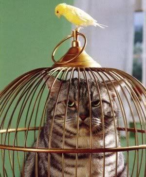 hỳnk độc đấy ... vào kô CM thỳ biến thành nó đấy =]] Catincage