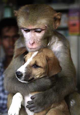 hỳnk độc đấy ... vào kô CM thỳ biến thành nó đấy =]] Monkey-with-dog