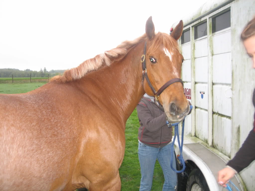 Pics Of Mine And Shally's First Dressage Show! (Shally is my horse's name) IMG_1847