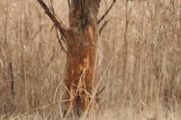 Cedar tree on Tims land Islandrub