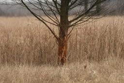 Cedar tree on Tims land Islandrub2