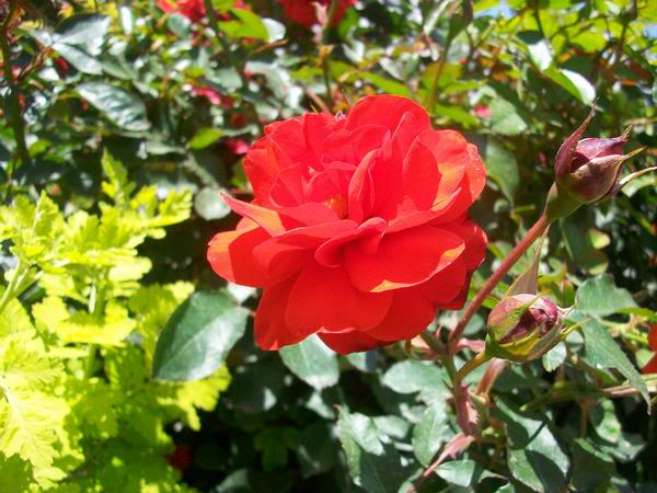 மீனு தரும்  ரோஜா மலர்கள் உங்களுக்காக... Flower