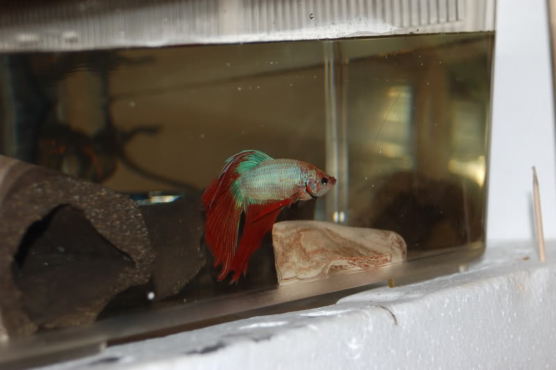 Betta splendens (Cambodge  queue de voile) DSC_0001