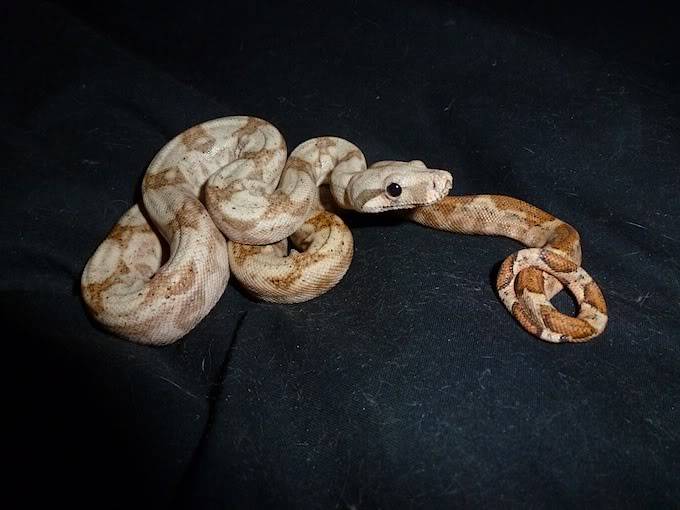 Boa "hogg island" Boa10