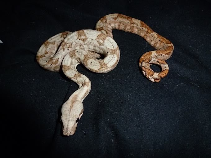 Boa "hogg island" Boa12