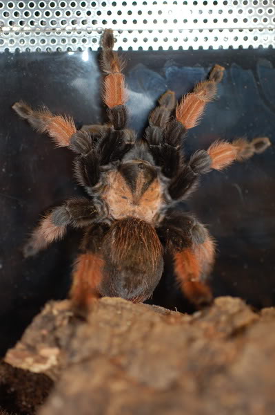 Brachypelma Emila DSC_0073