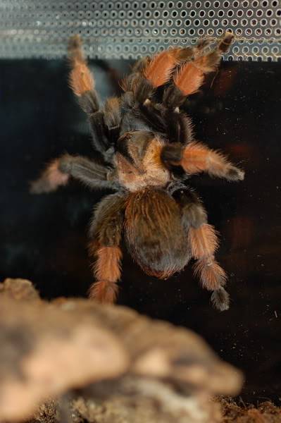 Brachypelma emilia DSC_0074