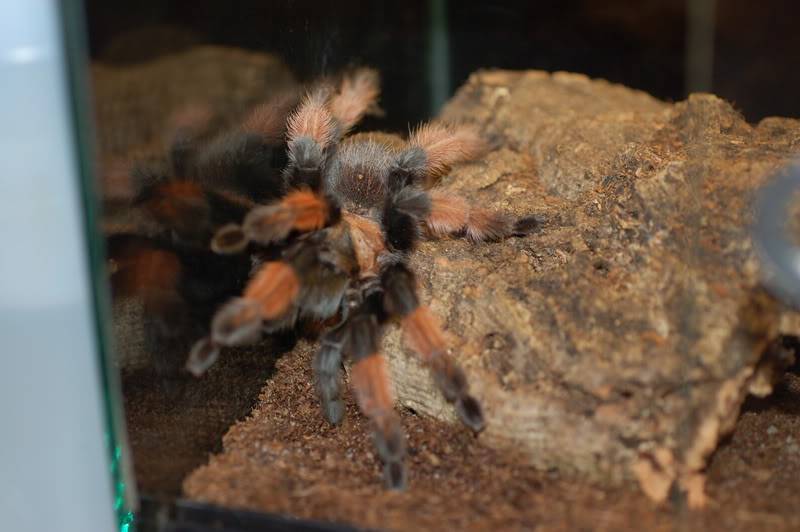 Brachypelma Emila DSC_0078