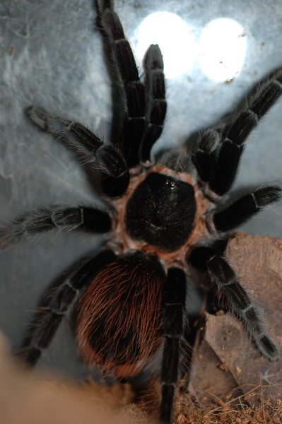 [vends] Brachypelma bohemi et vagans DSC_0003