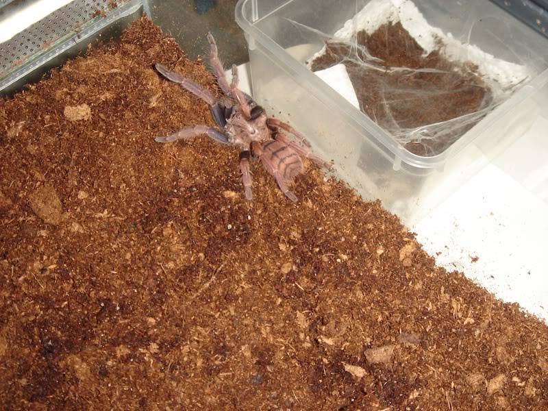 Chilobrachys fimbriatus DSC00004