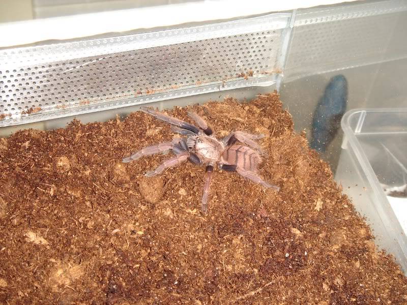 Chilobrachys fimbriatus DSC00006