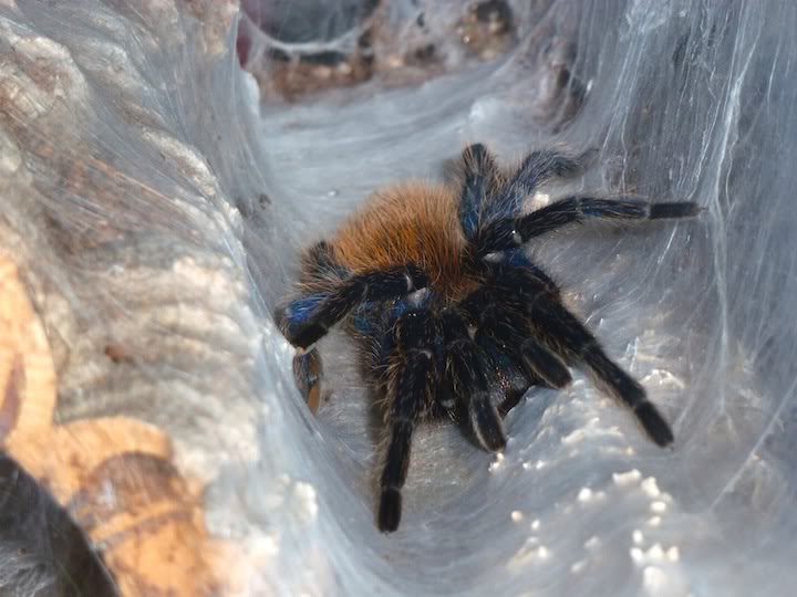 Chromatopelma cyanopubescens P1000113