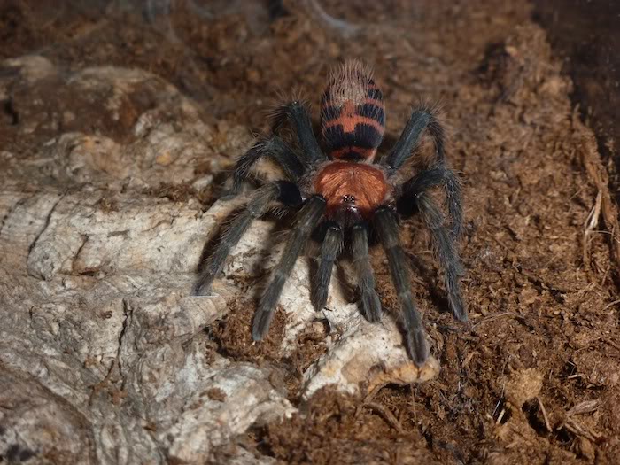 Cyclosternum fasciatum P1000081