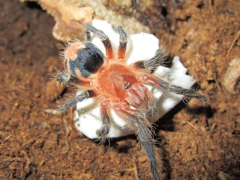 Tarantulas Cperezmilesi2