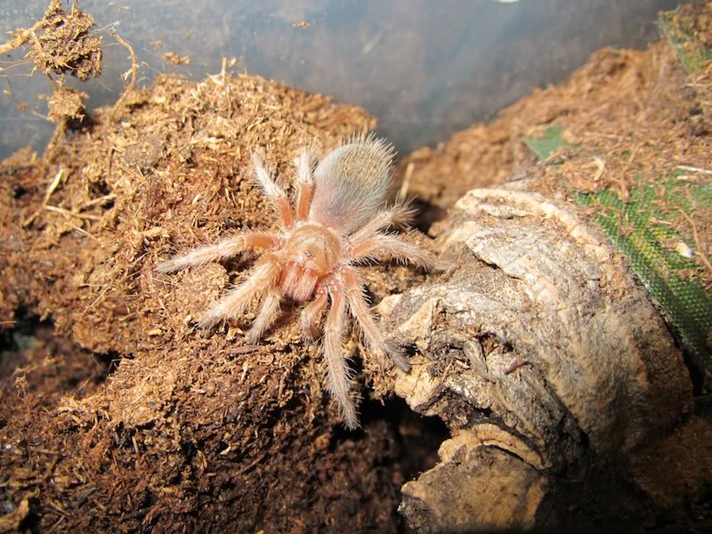 Grammostola rosea IMG_0258