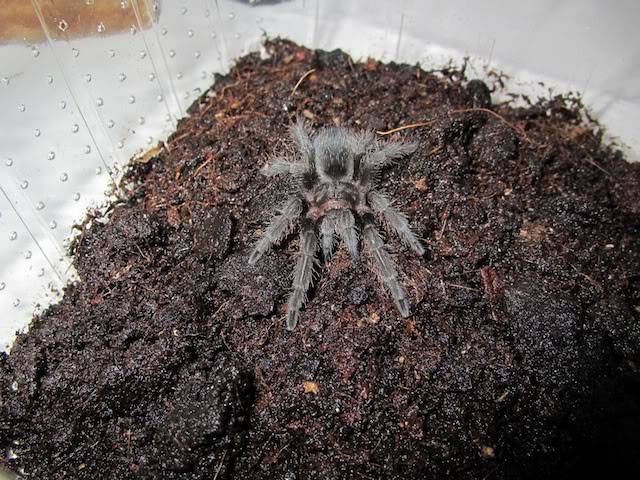 Grammostola pulchra IMG_0353