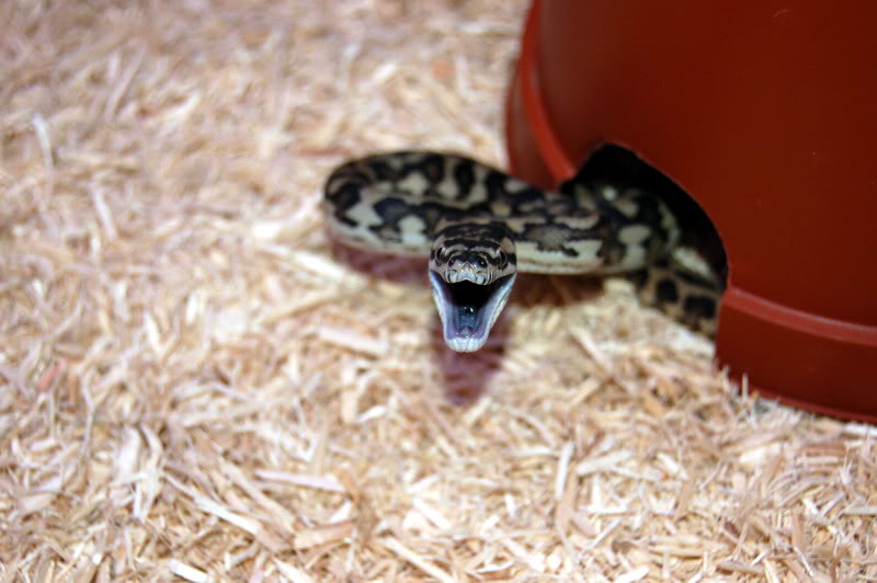 Morelia spilota "panther" - Page 2 DSC_0009_exposure