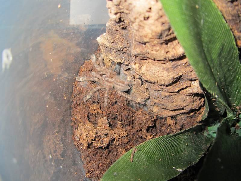 Tarantulas Bara1