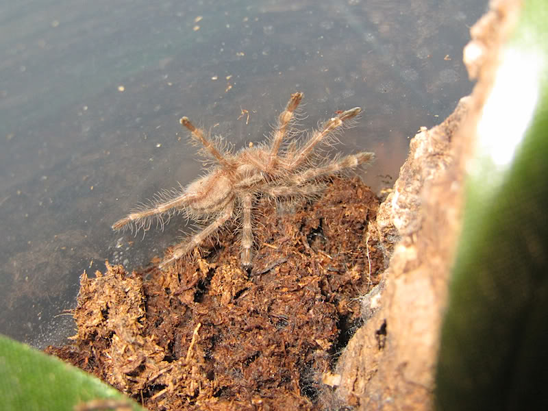 Poecilotheria subfusca lowland (bara) Bara2