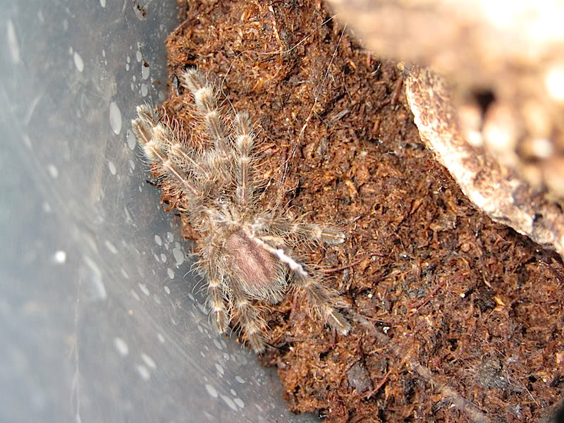 Poecilotheria subfusca highland Subfusca2