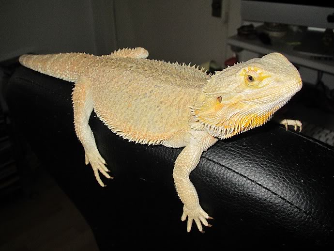 Pogona marketed leucistic IMG_0740