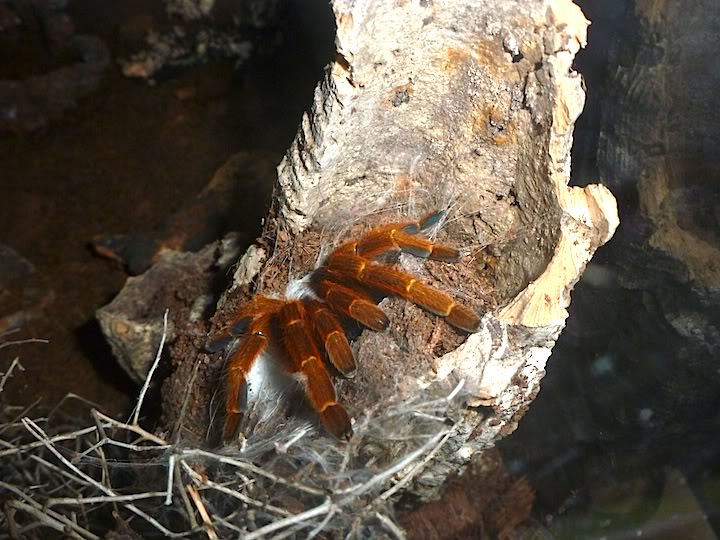 Pterinochilus murinus (Usambara) P1000116