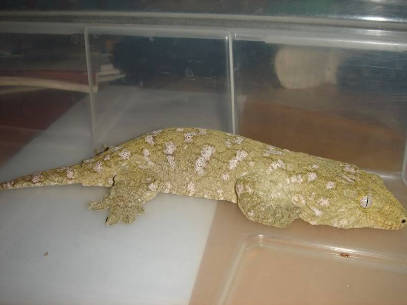 Rhacodactylus leachianus DSC00003