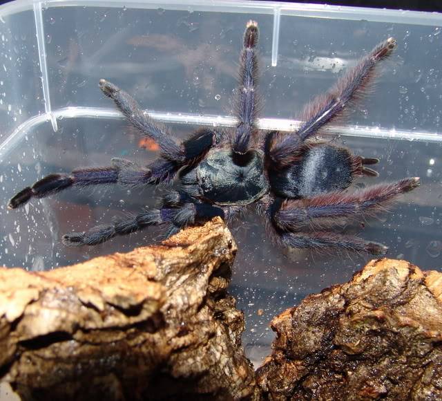 Tarantulas Tapi