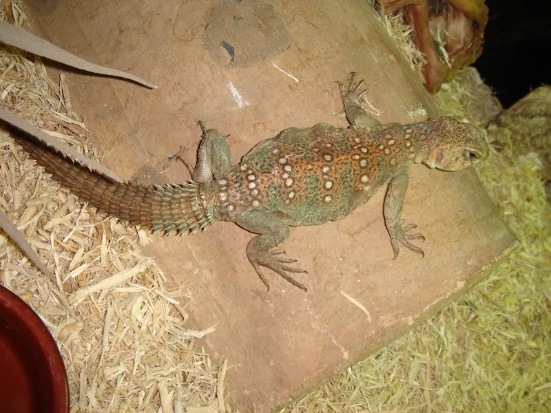 Couple Uromastyx ocellata DSC003003