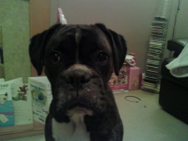 HOLLLY - pretty 5 yr old boxer girl Holly5