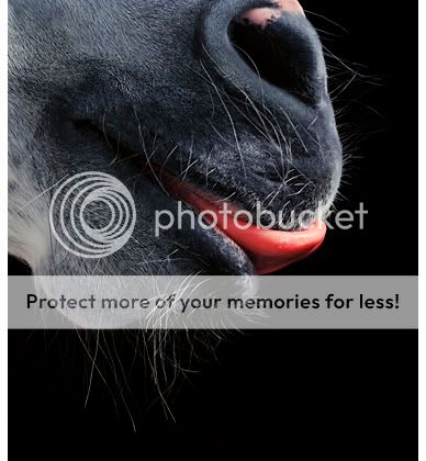 Tim Flach Horse-tongue