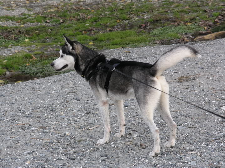 Husky Coat Colors 28