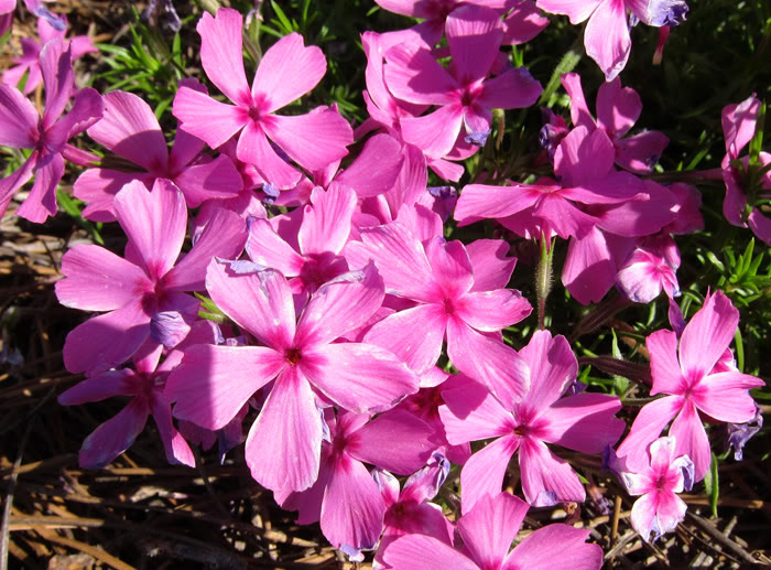 Val's 2011 gardening thread - Page 3 Phlox1