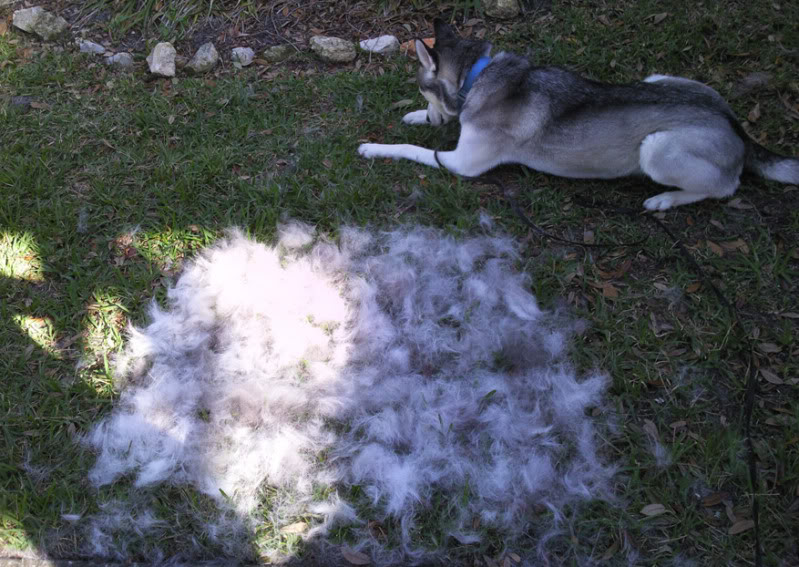 its that time of year - It's that time of year! coat blowing season is on! Photo0361